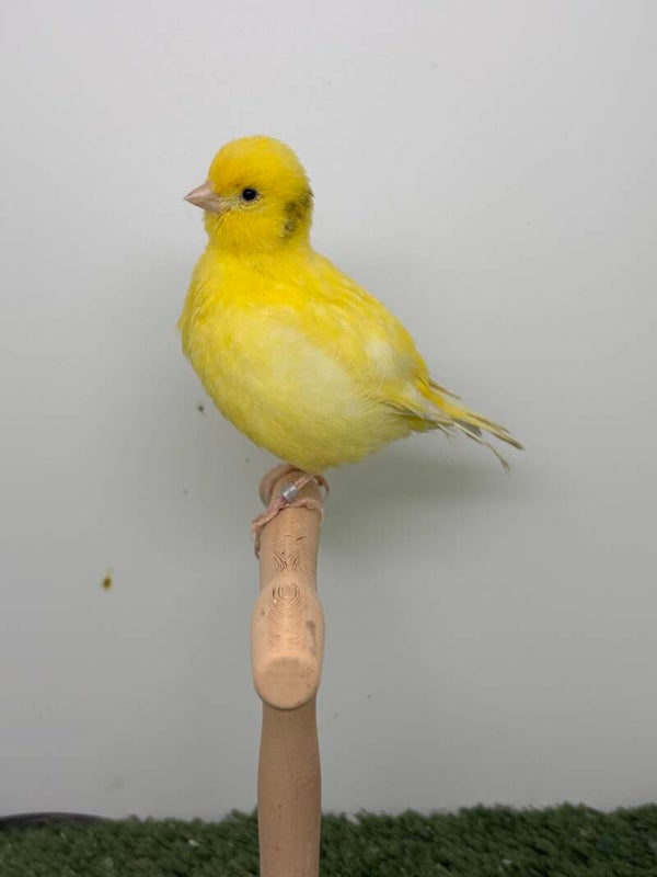 Canaris Femelle**