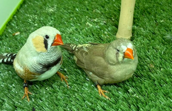 Couple de Mandarins