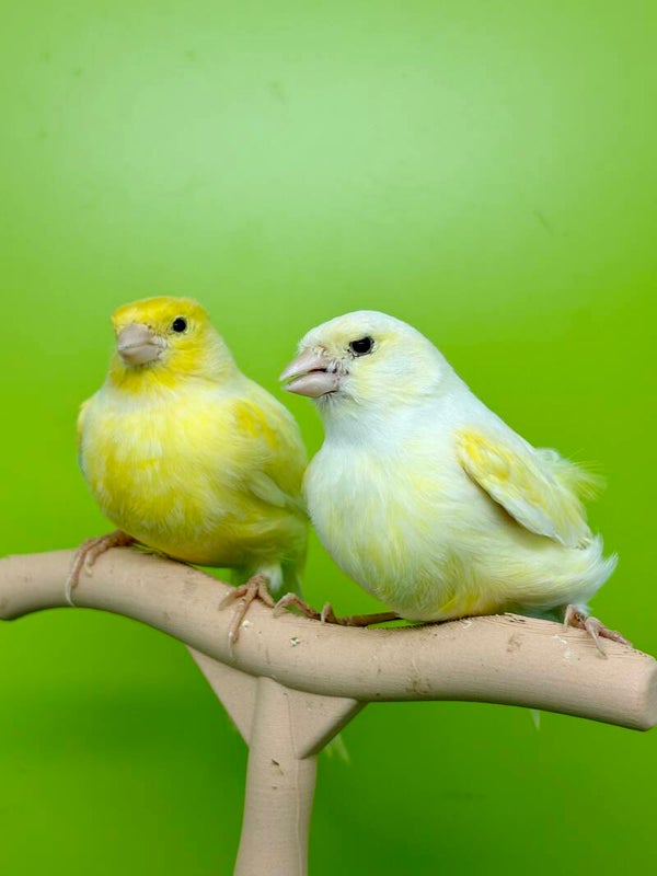 Couple canaris