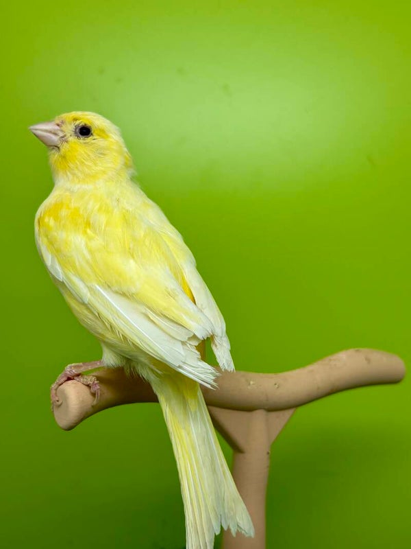 Canaris femelle**