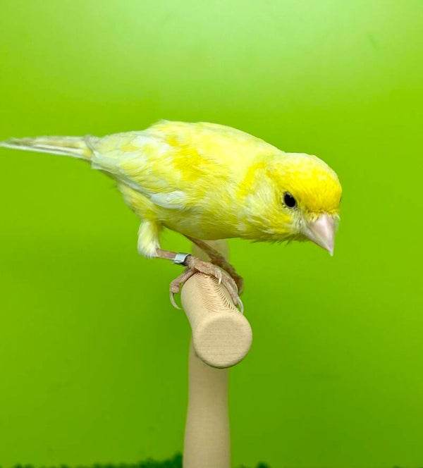 Canaris mâle **