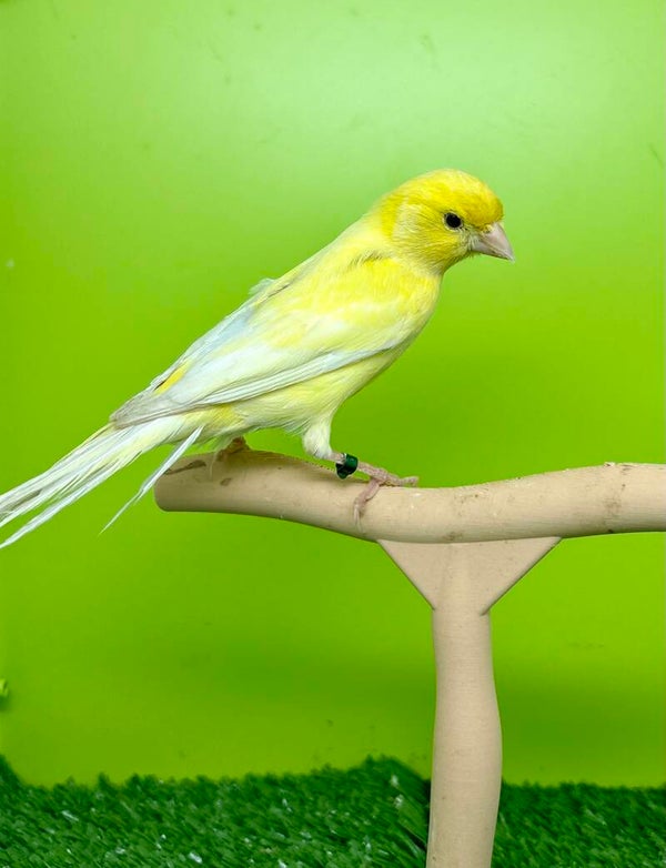Canaris mâle**