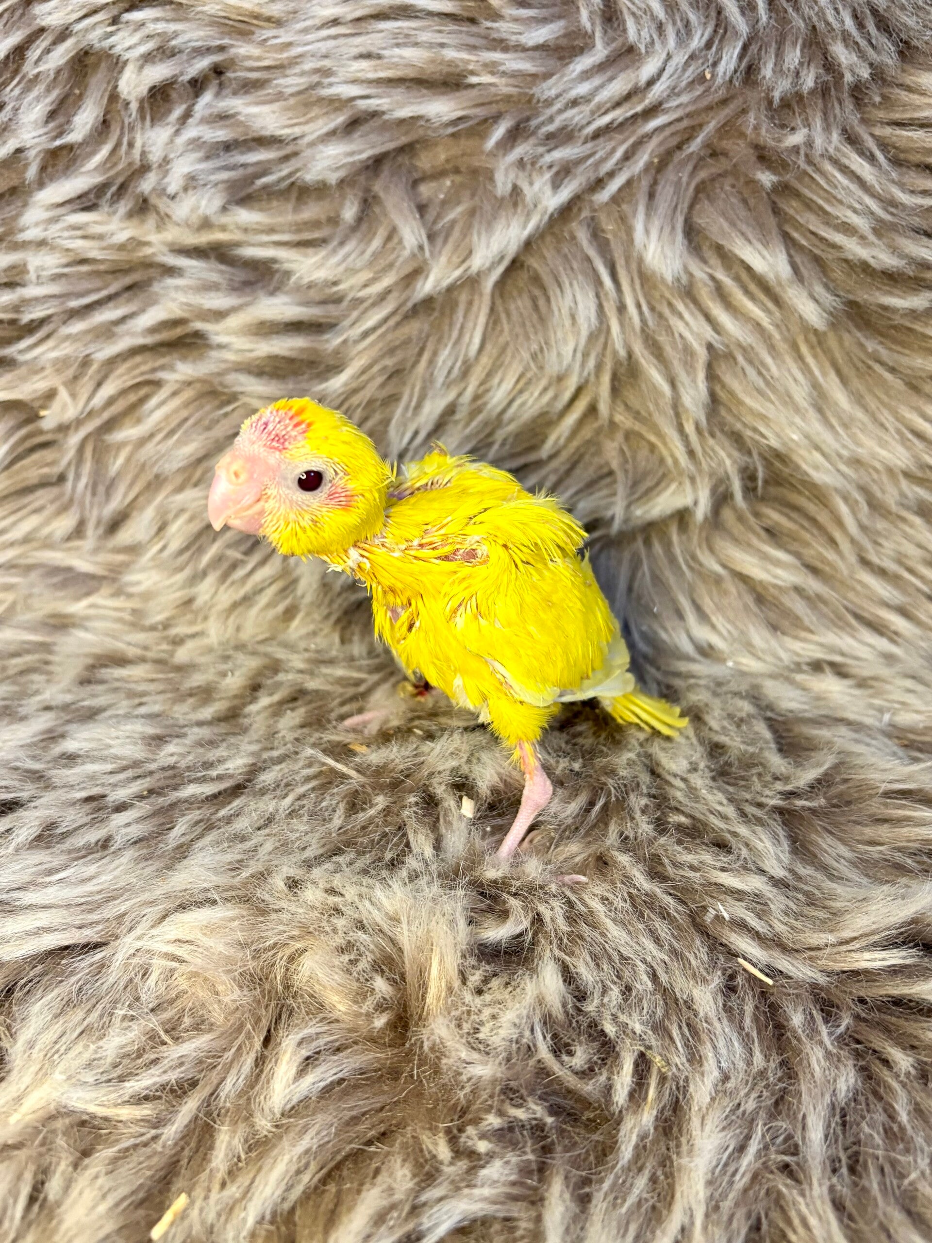 Kakariki Femelle (R8)