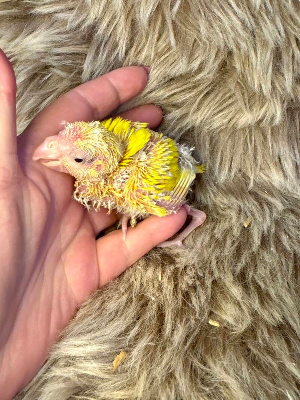 Kakariki femelle ** (R3)