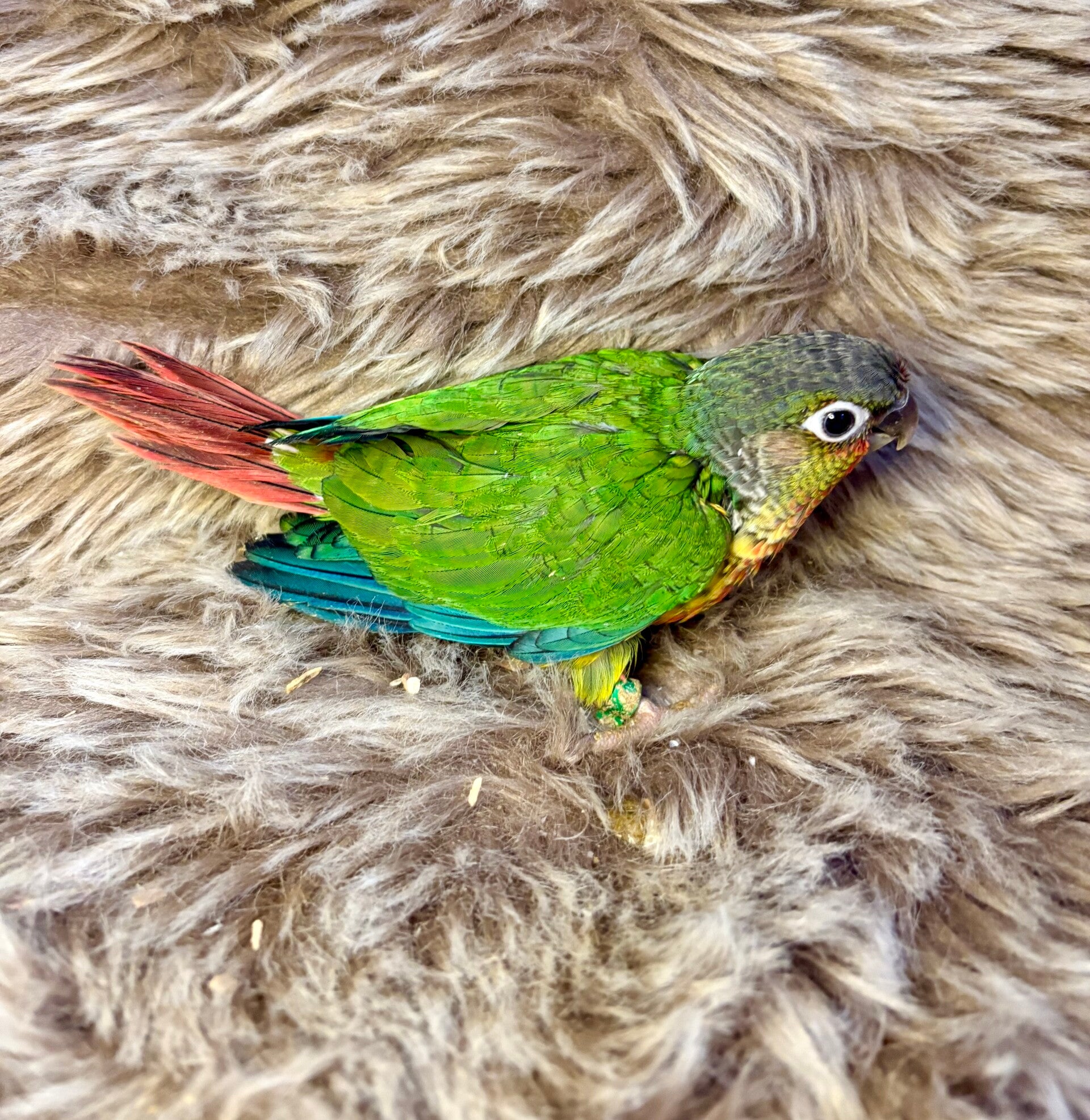 Conure de molinae (Pyrrhura) V5