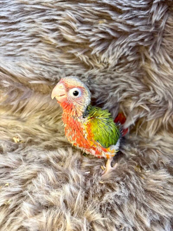 Conure de molinae (007)