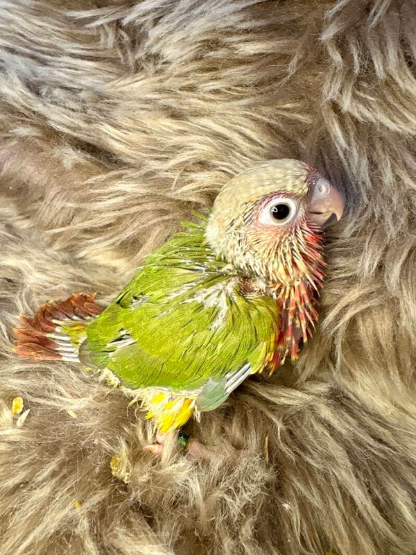 Conure de molinae (009)