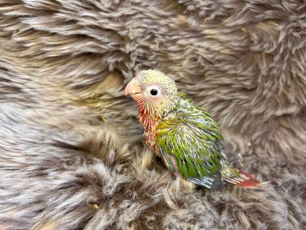 Conure de molinae (011)