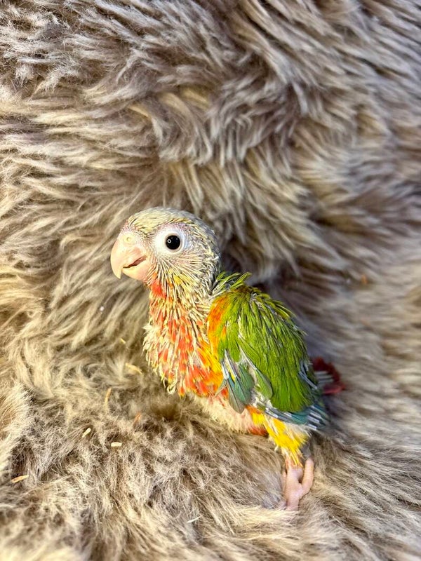 Conure de molinae (012)
