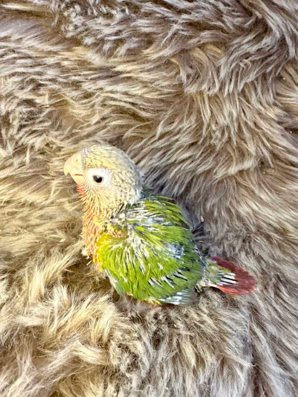 Conure de molinae (B8)
