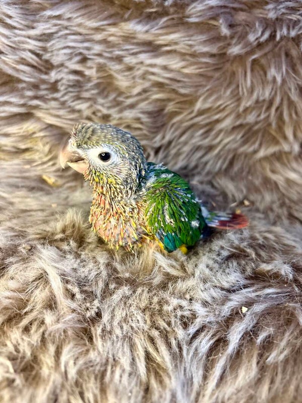 Conure de molinae (B6)