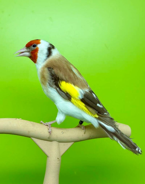 Chardonneret major Mâle