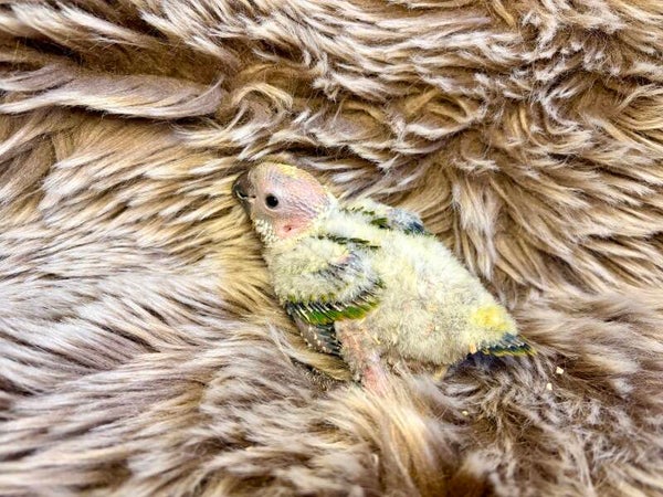 Conure soleil (187)