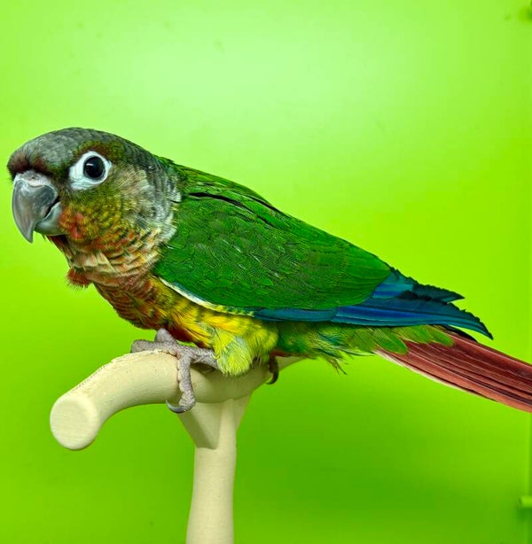 Conure de molinae mâle💙(Pyrrhura) (V3)