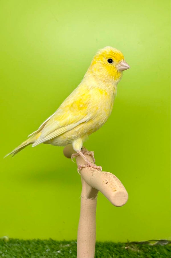 Canaris Femelle** ( 26 131 053)