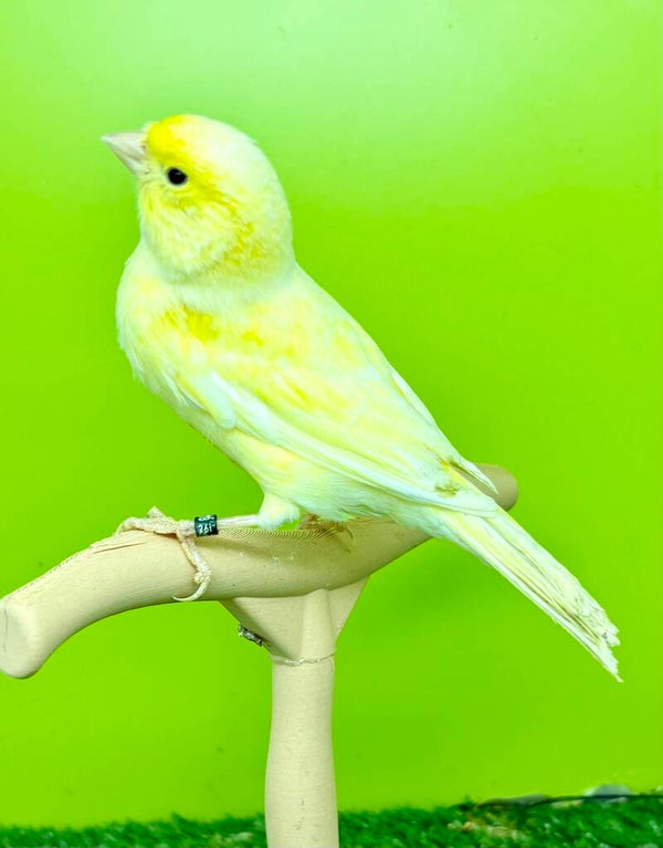 Canaris Femelle** (26 131 018)