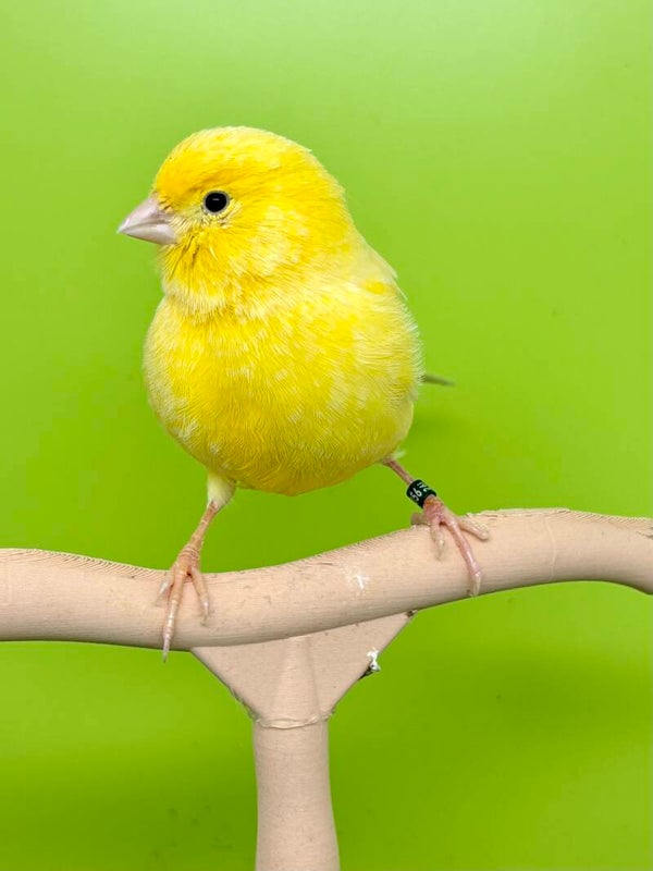 Canaris mâle ** ( 26 131056)