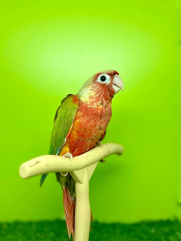 Conure de molinae femelle🩷(007)