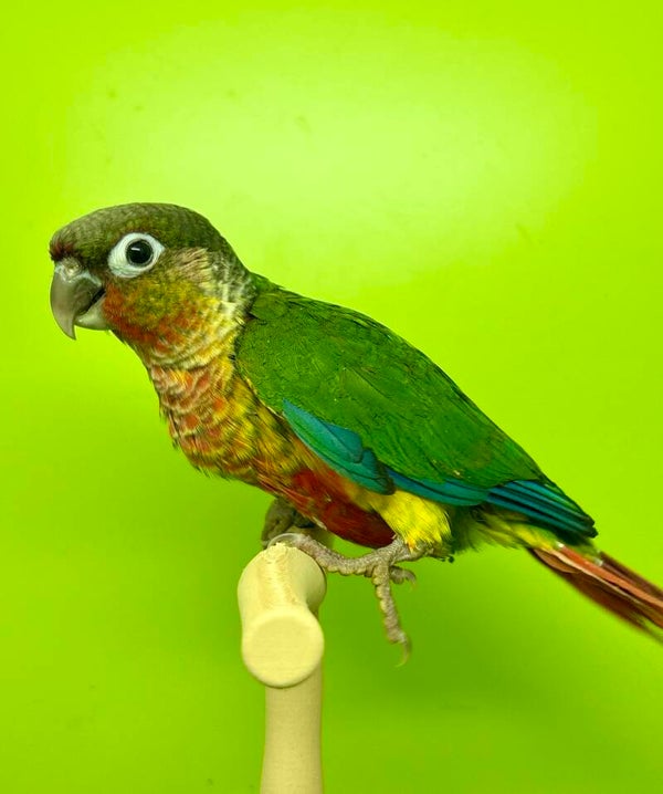 Conure de molinae mâle💙(B8)