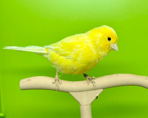Canaris Femelle** (26 131 031)