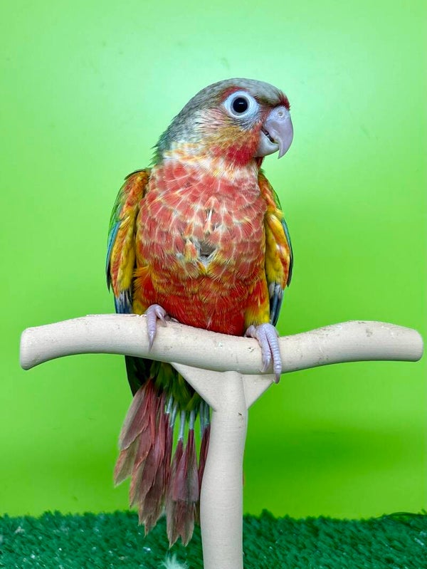 Conure de molinae femelle 🩷(010)