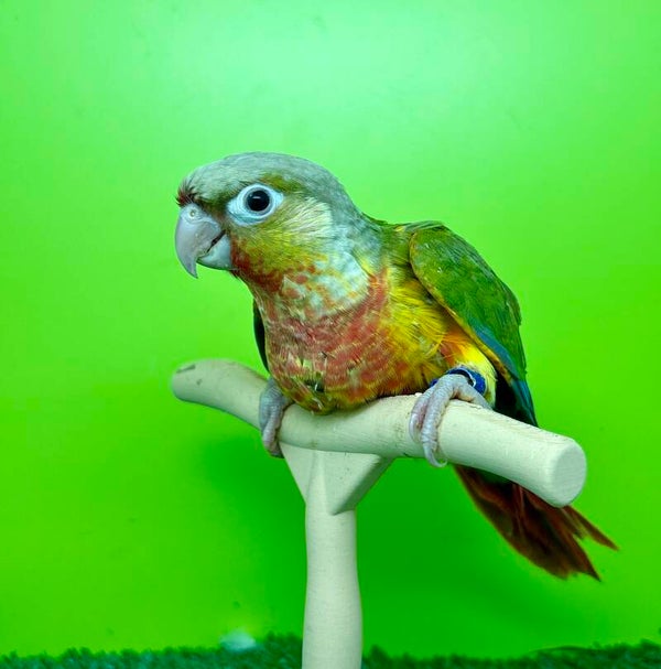 Conure de molinae (B6) mâle 💙