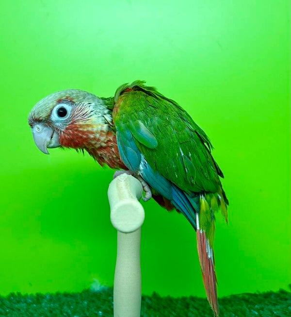 Conure de molinae femelle 🩷(011)