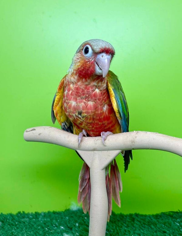 Conure de molinae mâle 💙(009)