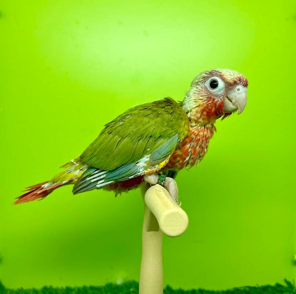 Conure de molinae (014)