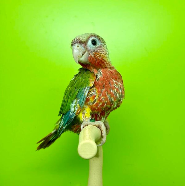 Conure de molinae (015)