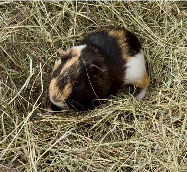 Cochon d’Inde mâle
