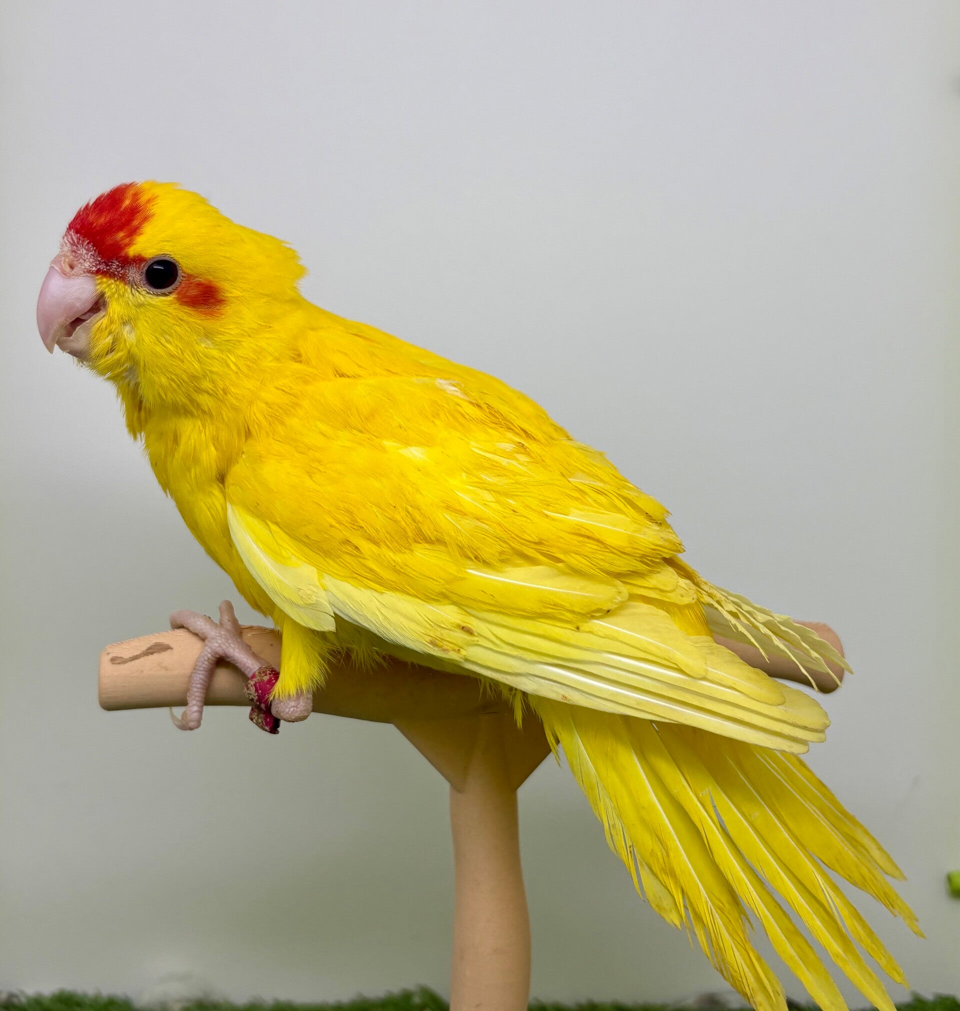 Kakariki Mâle** (R6)