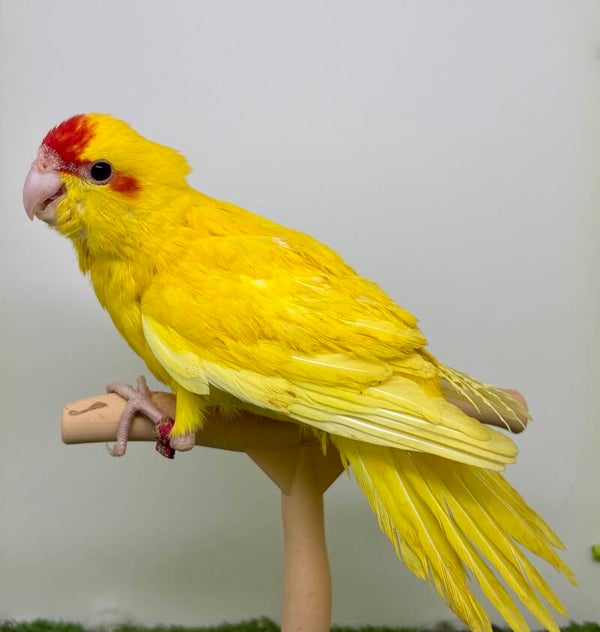 Kakariki Mâle** (R6)