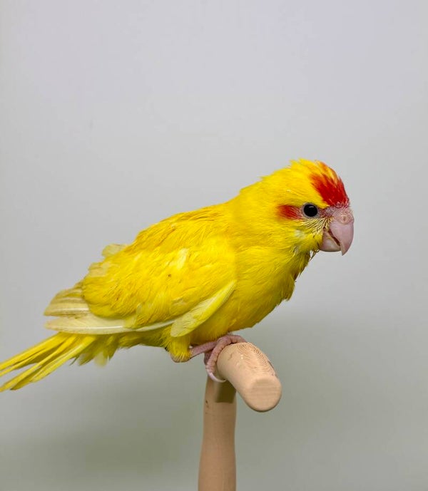 Kakariki Femelle** (R4)