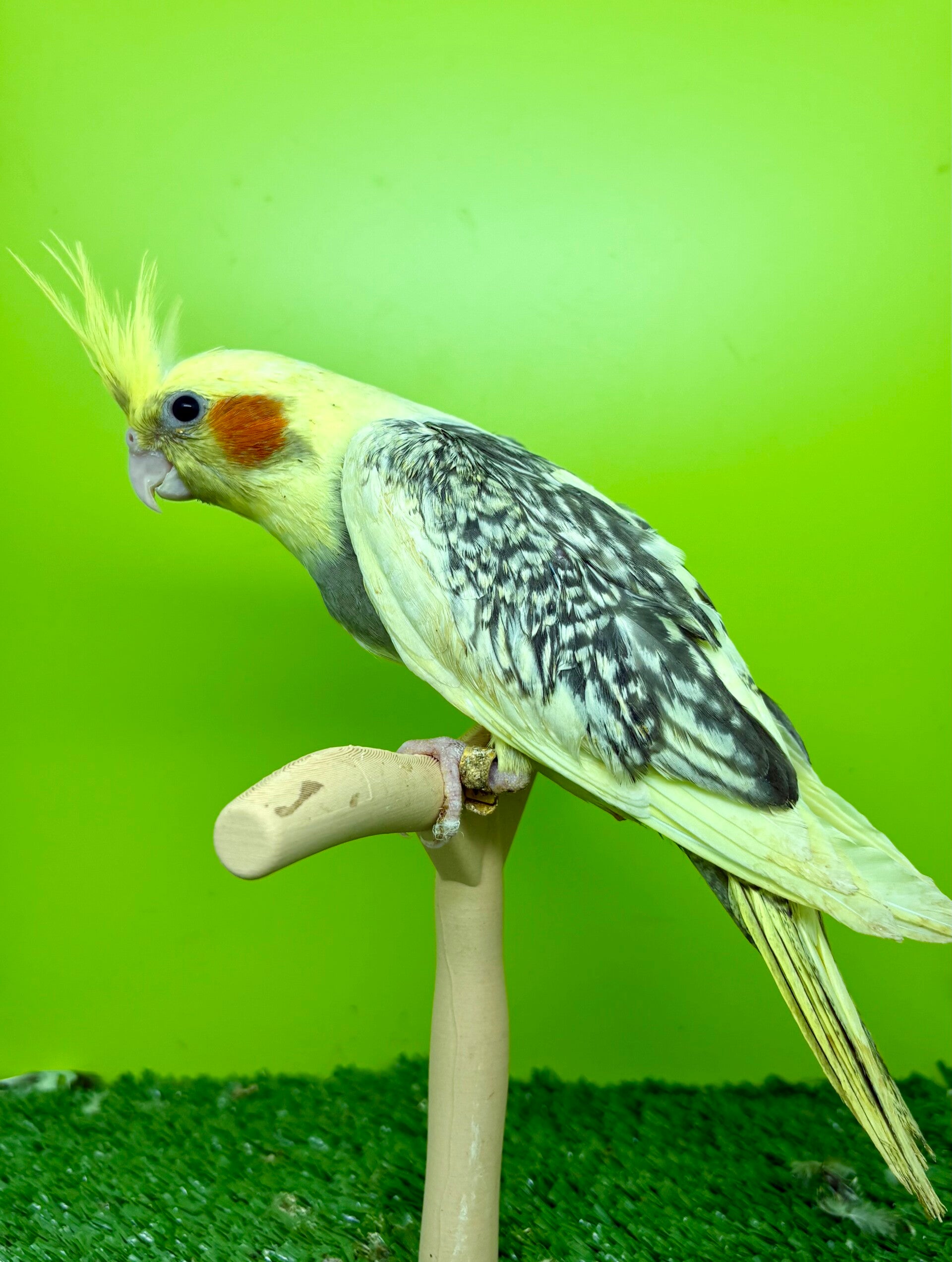 Calopsitte (O6)