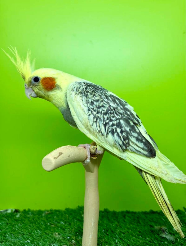 Calopsitte (O6)
