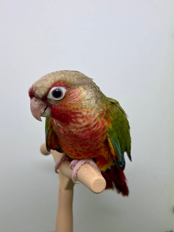 Conure de molinae (012) Femelle