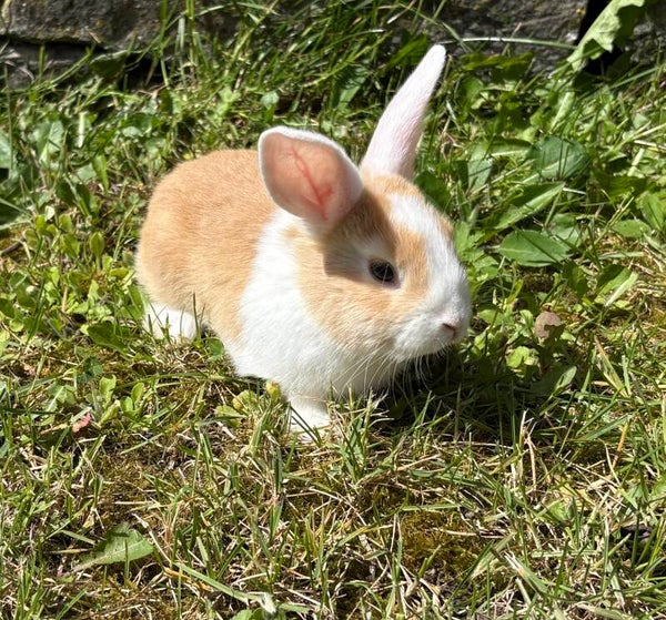 Lapin nain femelle