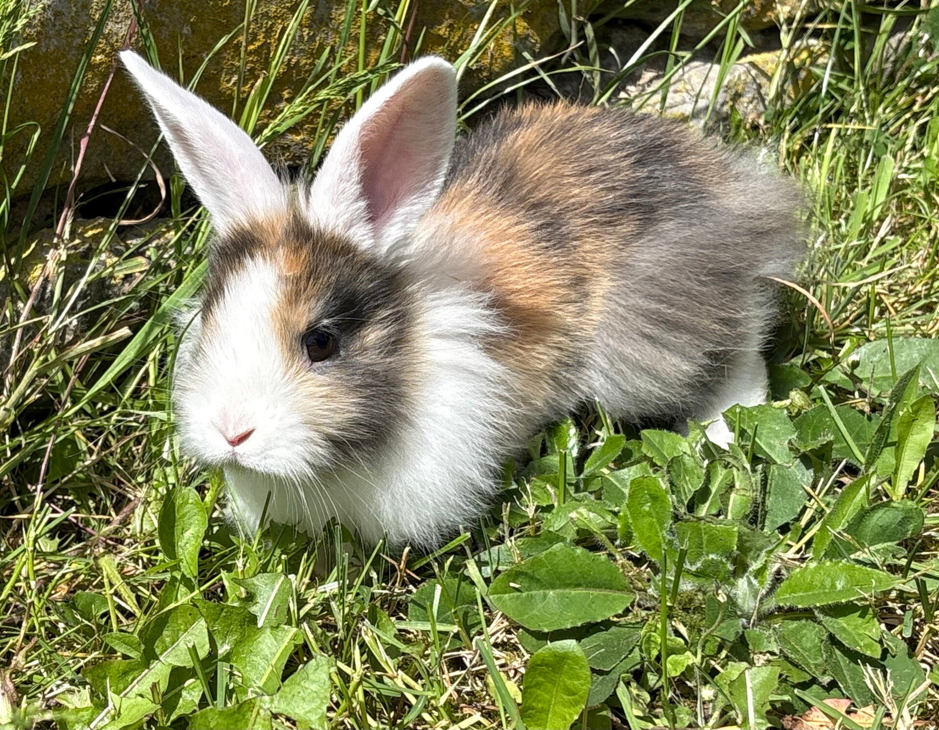 Lapin nain femelle
