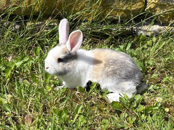Lapin nain femelle