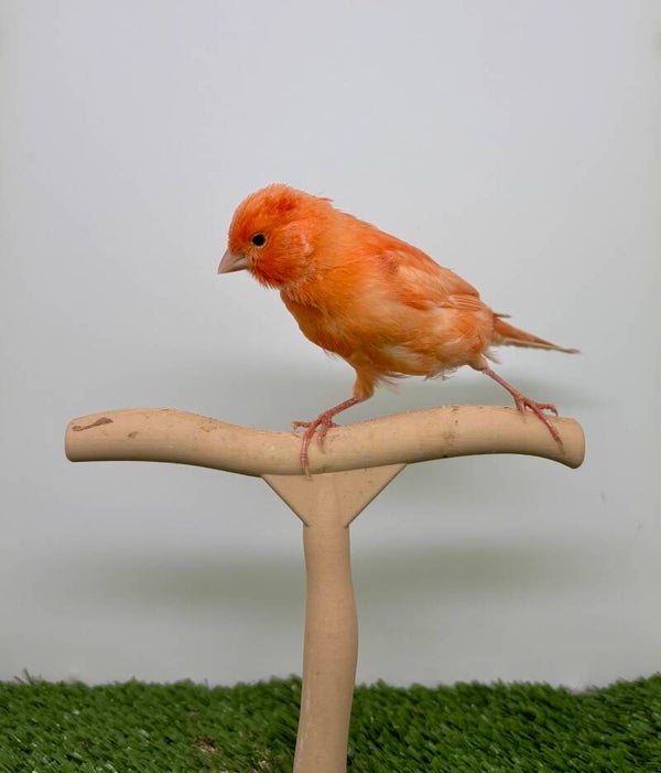 Canaris mâle**