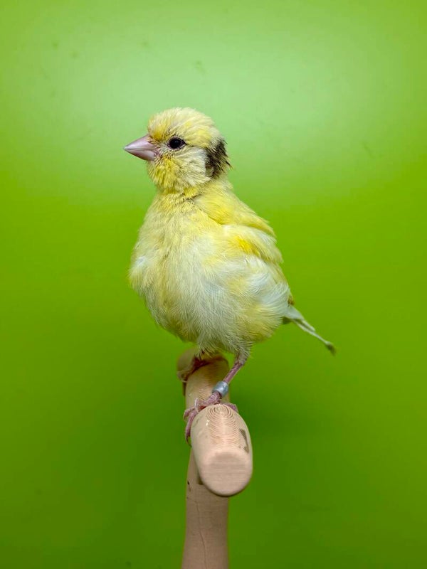 Canaris femelle**