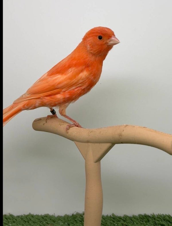 Canaris mâle**