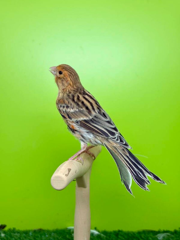 Canaris mâle**