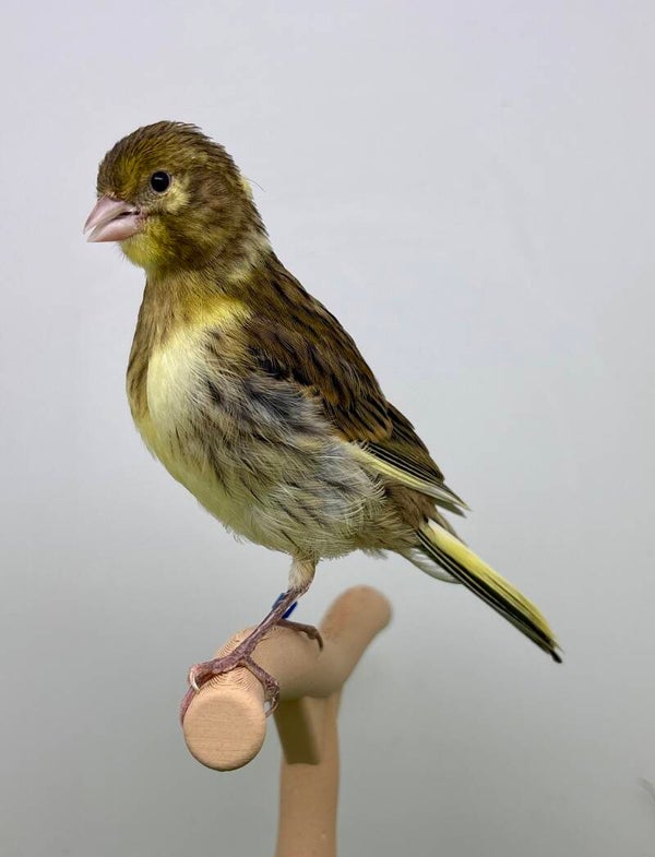 Canaris femelle**