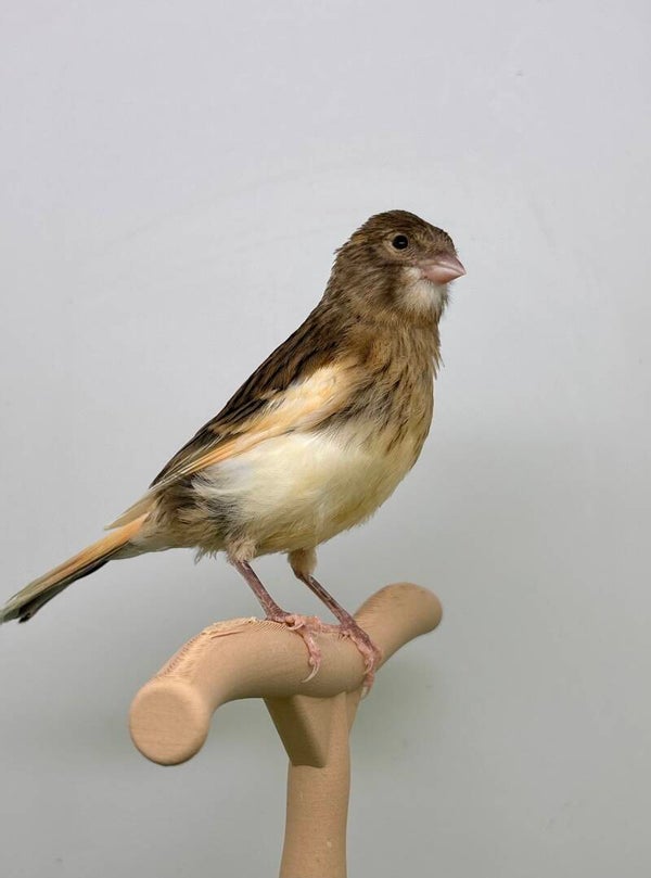Canaris femelle**