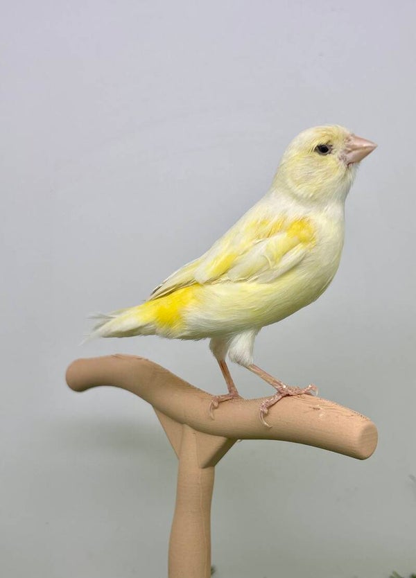 Canaris femelle**