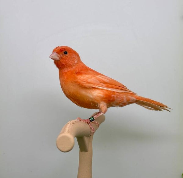 Canaris mâle** (26001)