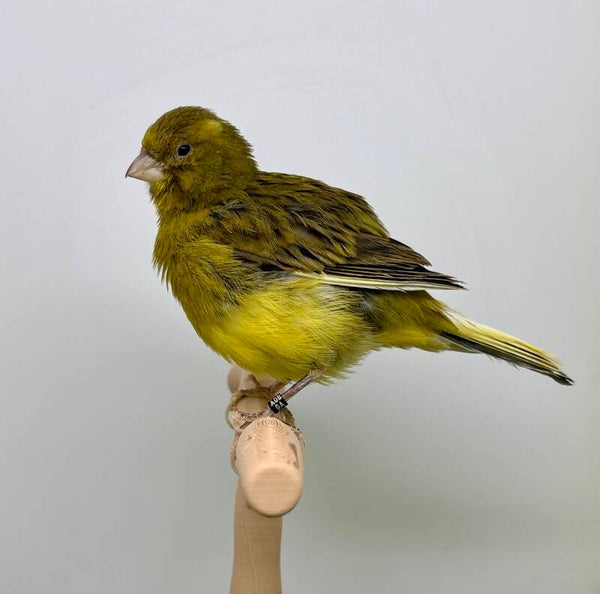 Canaris mâle** (25022)