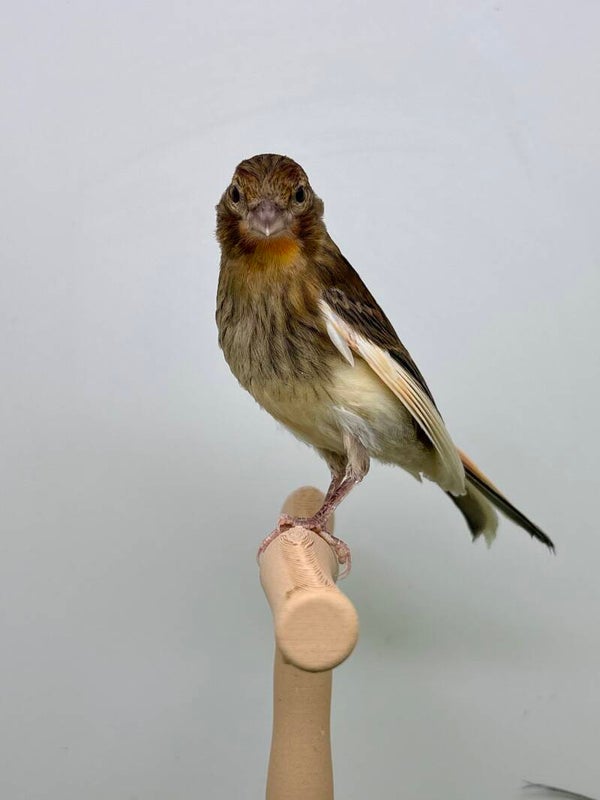 Canaris mâle**
